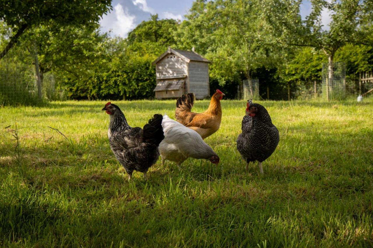 Bed and Breakfast Gutchpool Farm Gillingham  Esterno foto