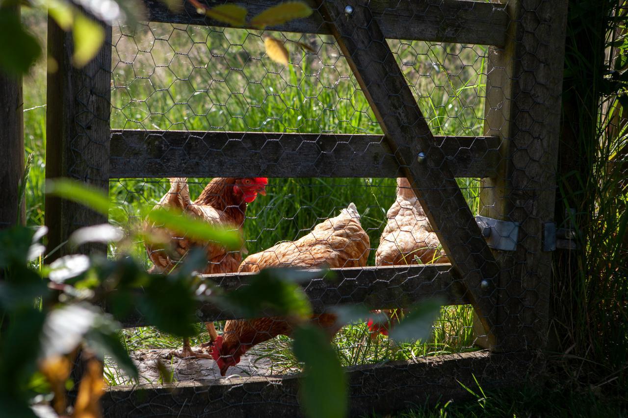 Bed and Breakfast Gutchpool Farm Gillingham  Esterno foto